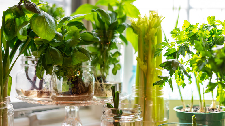 Array of herbs growing indoors in a kitchen