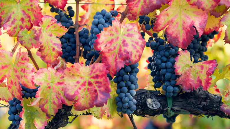 Sagrantino grapes in Umbria Italy