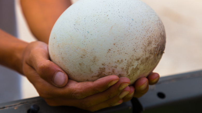 Hands holding a large white ostrich egg