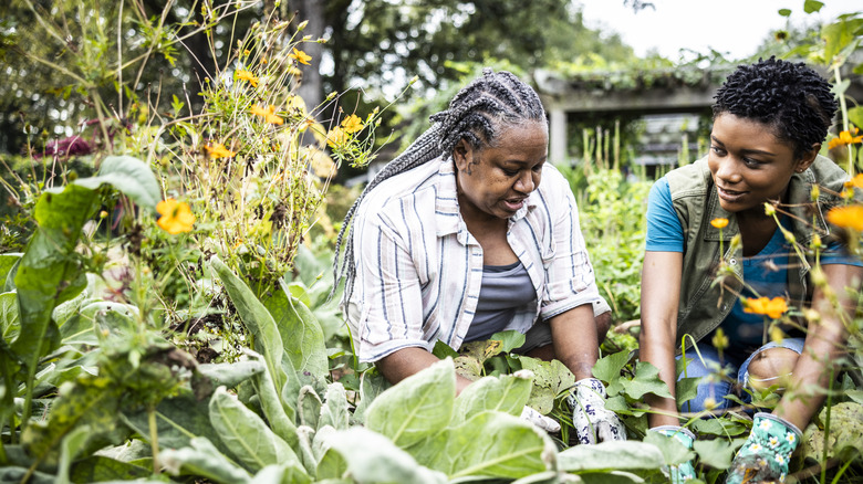 A mother and daughter planting in the garden together