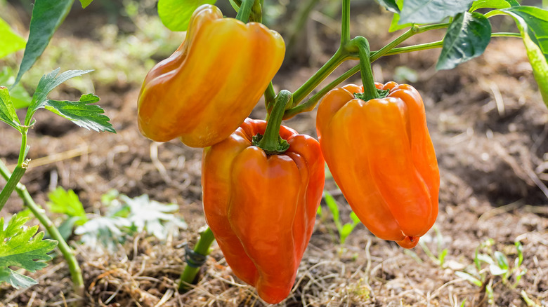 Orange and yellow hued peppers on a vine in the garden