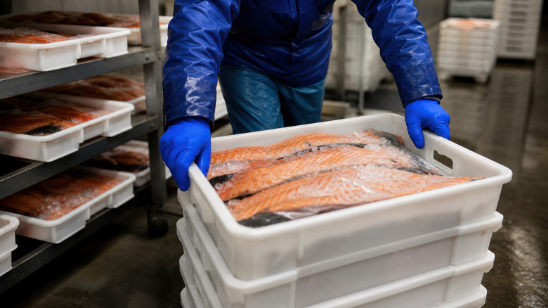 A worker stacks cases of iced salmon filets