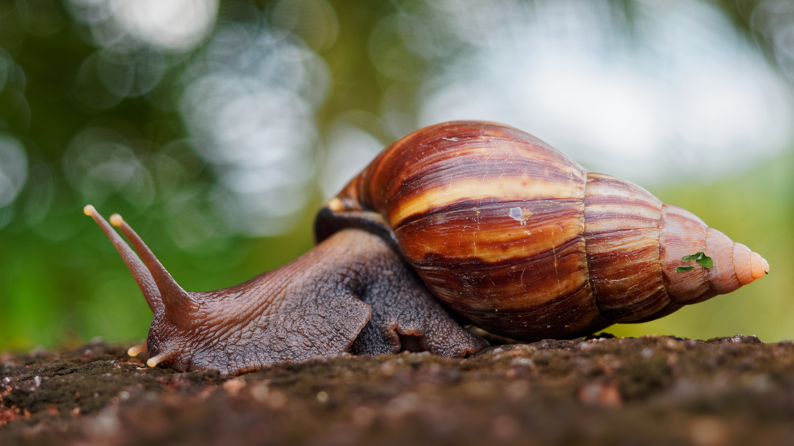 How Snails Are Causing A New Wave Of Foodborne Illness In Africa