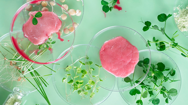Petri dishes of lab-grown meat samples