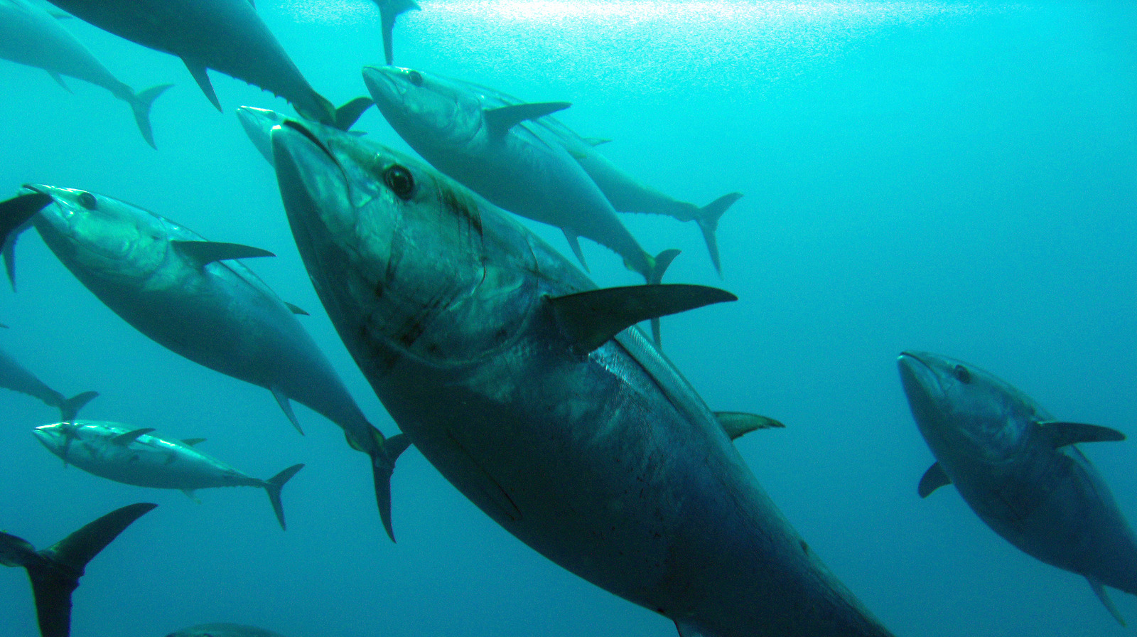 How Sustainable Fishing Has A Priority For The Tuna Industry