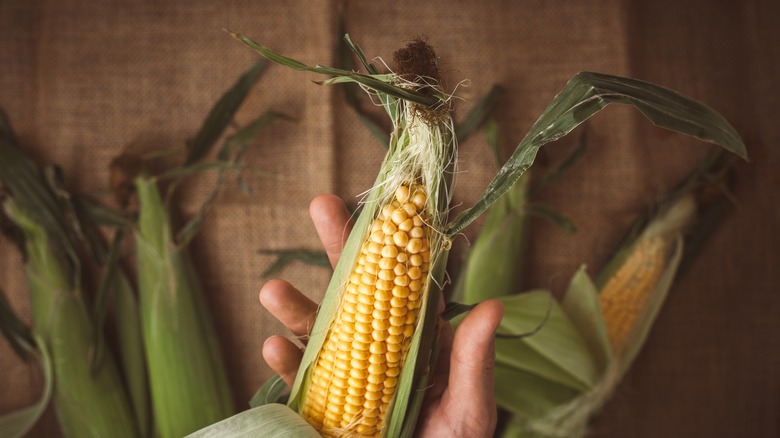 Open ear of corn