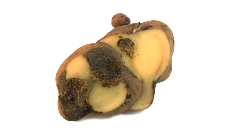 potato blight cross section