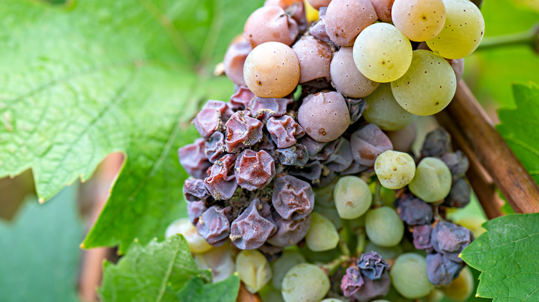 Grapes affected by noble rot