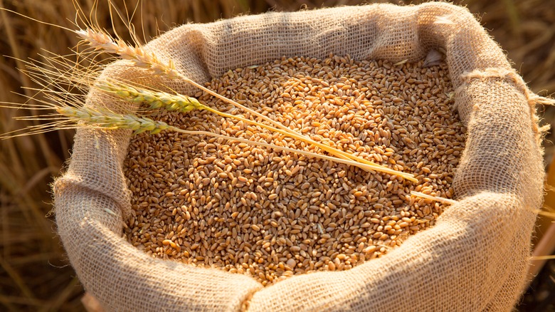 Bag of wheat grain