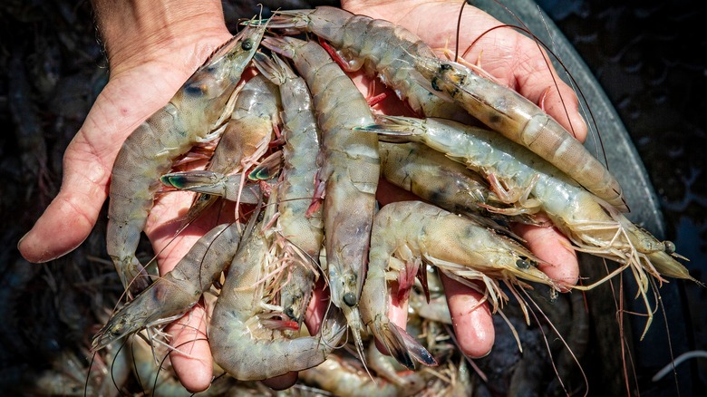 hands holding Gulf shrimp