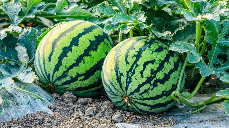 Watermelon in a garden
