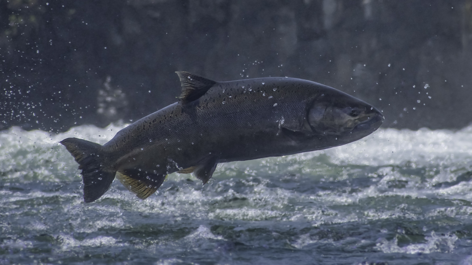 How To Determine If Salmon Was Wild-Caught By Looking At Its Tail