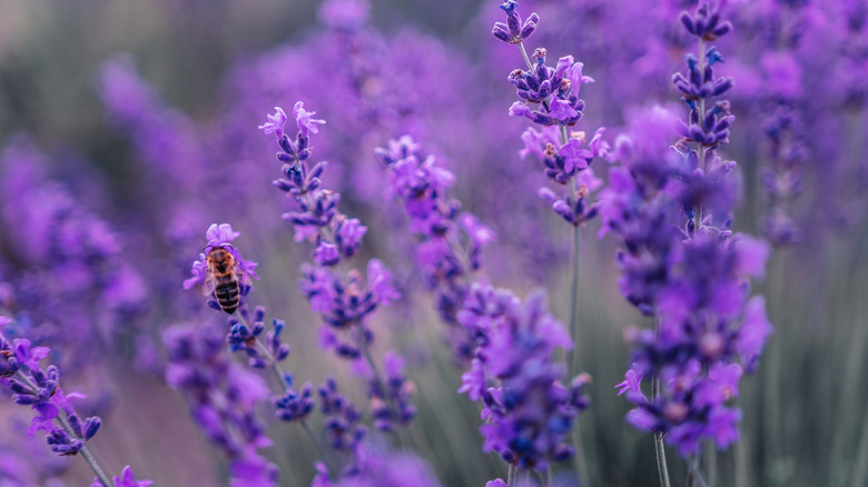 Fresh field of lavender