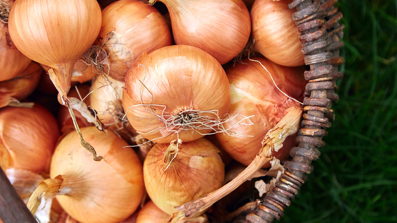 How To Easily Pick Out 1 Pound Of Onions Without A Scale