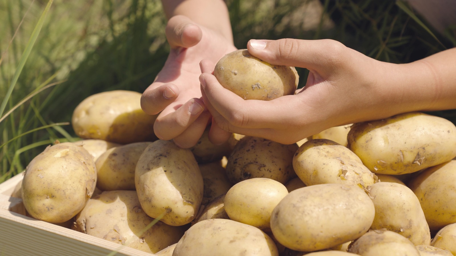 How To Easily Pick Out 1 Pound Of Potatoes Without A Scale - Tasting Table