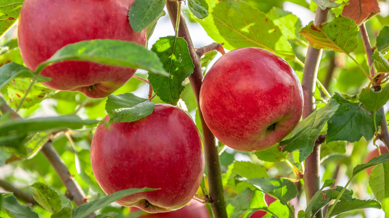 red apples hanging from tree branch