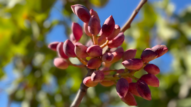Pistachios growing on branch