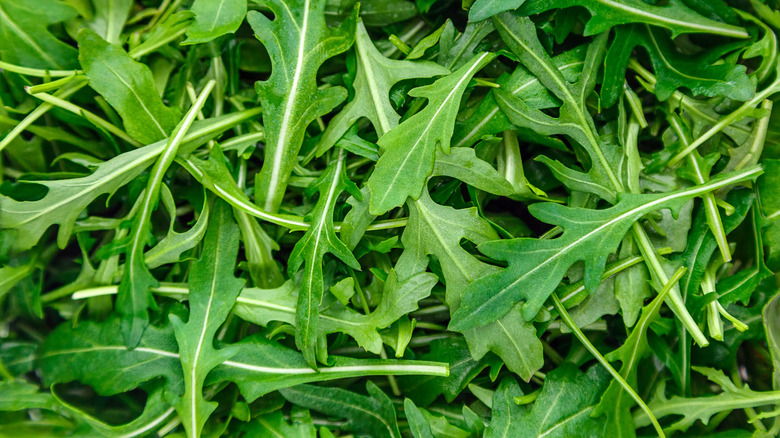 Close-up of fresh arugula