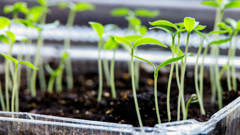 Eggplant sprouts in a contianer