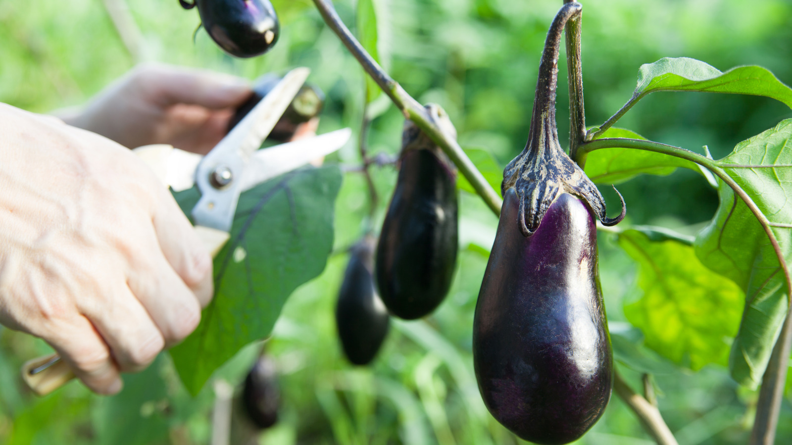 How To Grow Eggplant Indoors For A Faster And More Foolproof Harvest - Tasting Table