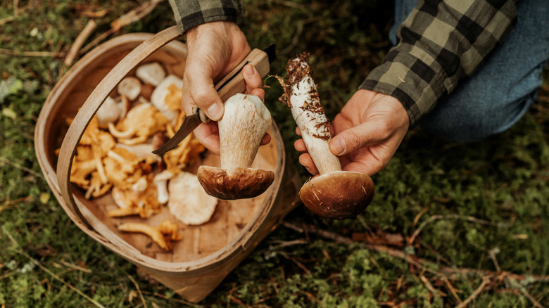 hands holding porcini mushrooms over basket