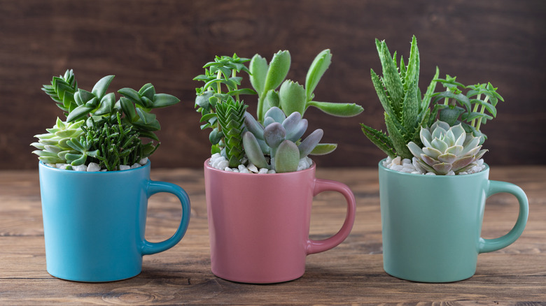 Three succulents planted in blue and pink mugs