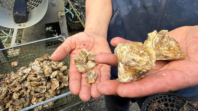 Hands holding different sized oysters
