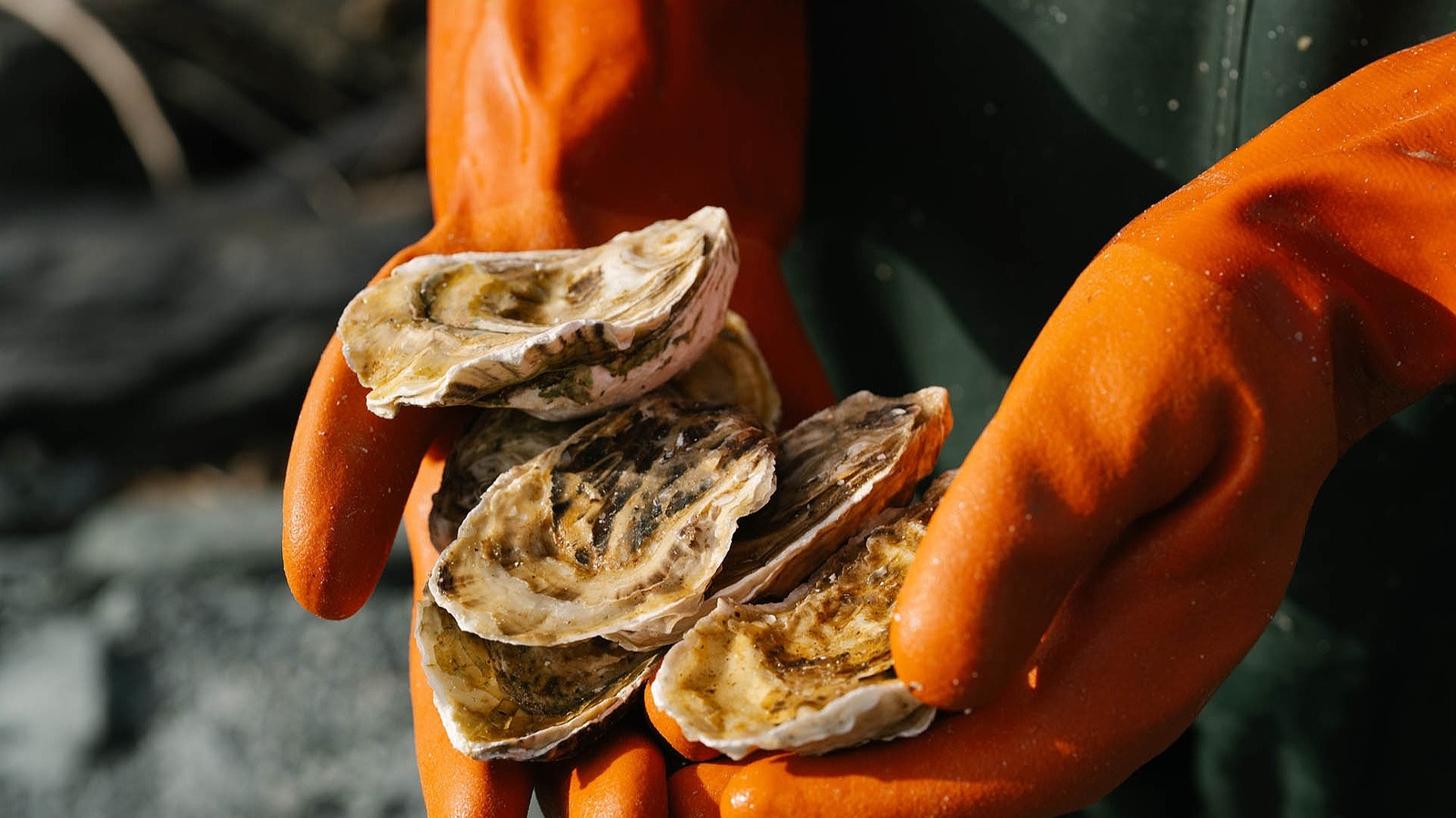 How To Pick Out The Best Oysters, According To Alaskan Oyster Farmers