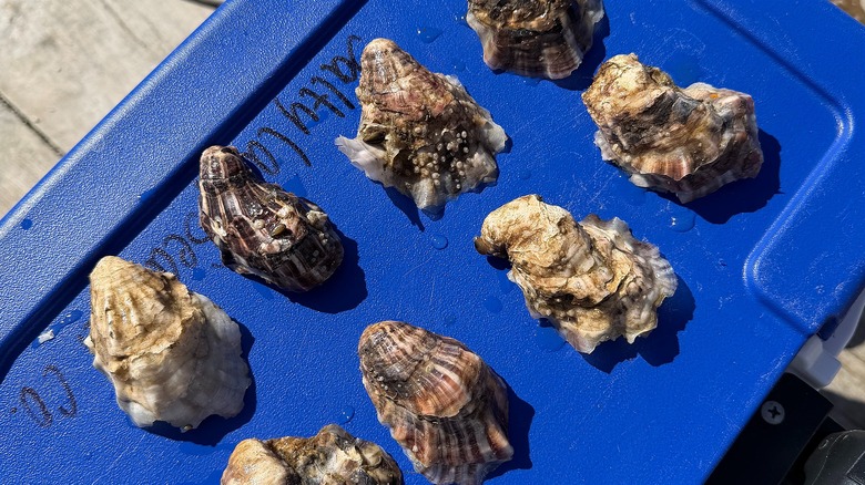 Eight oysters on blue lid of bin