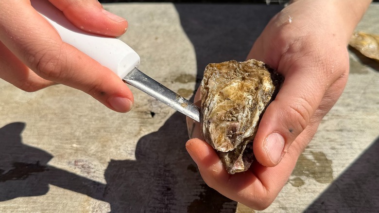 Hand pressing knife into oyster to shuck it