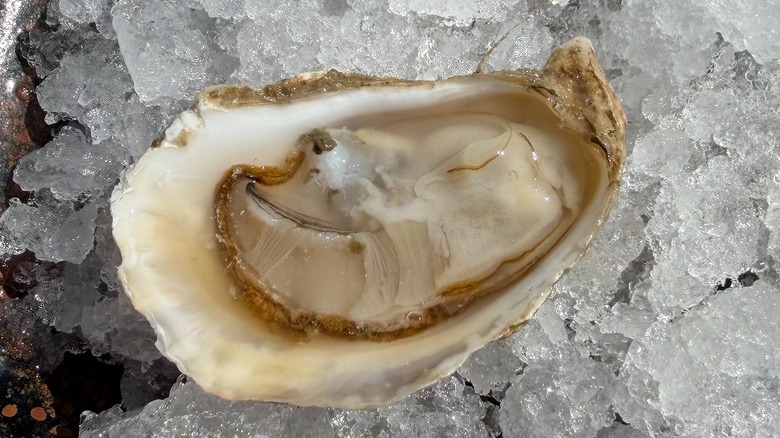 Close-up of opened oyster on ice