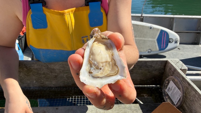 Hand holding shucked oyster