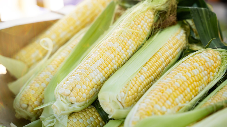 Fresh corn with yellow and white kernels