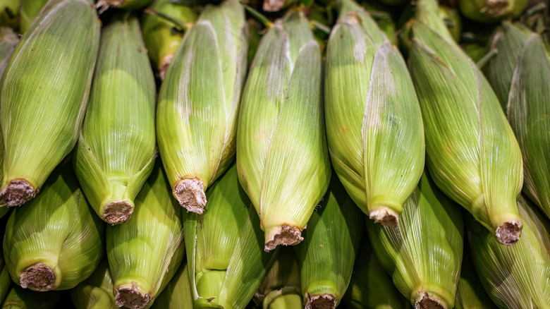 Pile of sweet corn with green husks