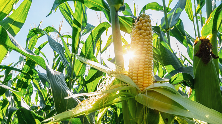 Corn growing in the field