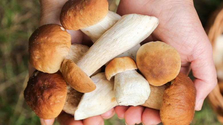Someone holds out a bundle of fresh, brown oyster mushrooms outdoors