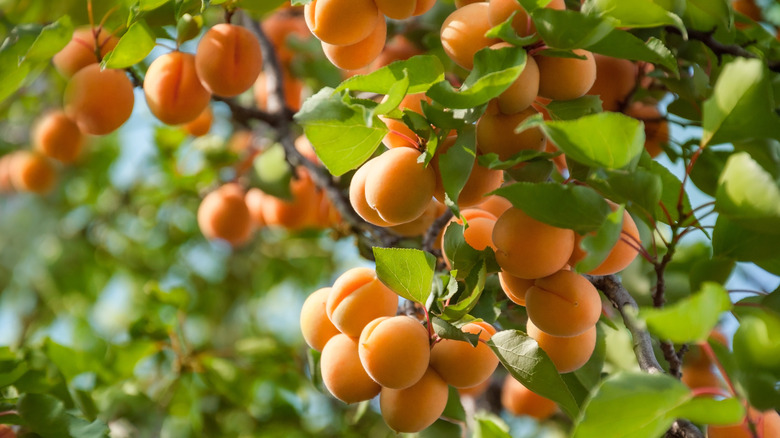 Apricot trees with fruit 