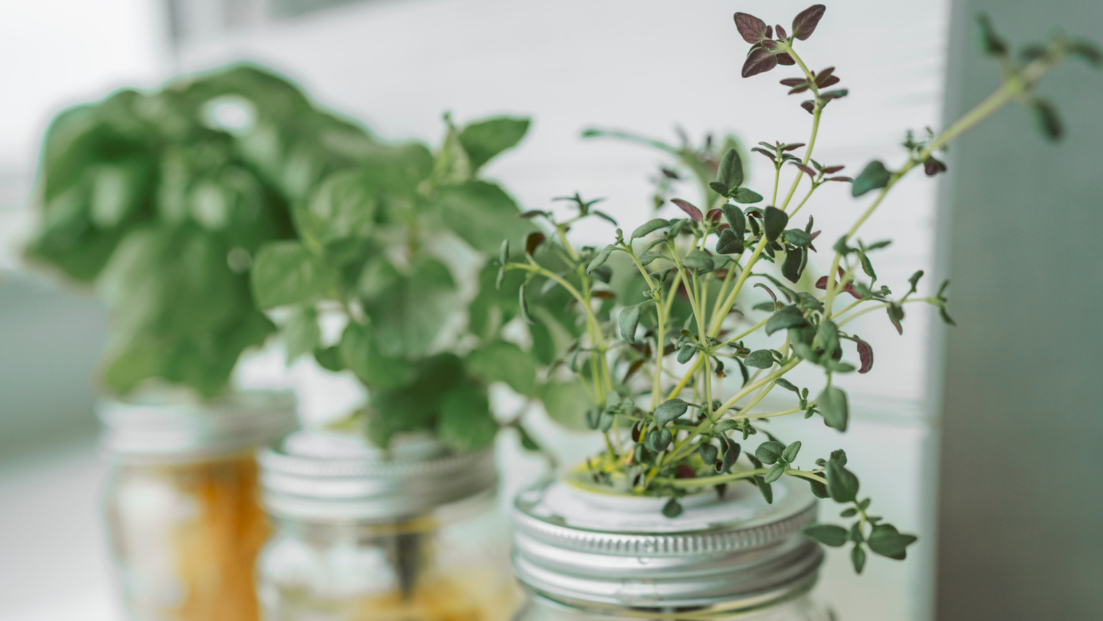 How To Refrigerate Herbs For Maximum Flavor