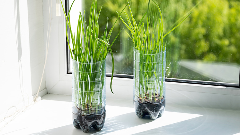 green onions growing in plastic bottles on window sill