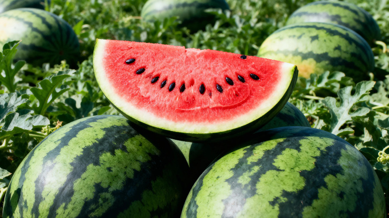 Watermelon with black seeds sitting on top of whole watermelons in field