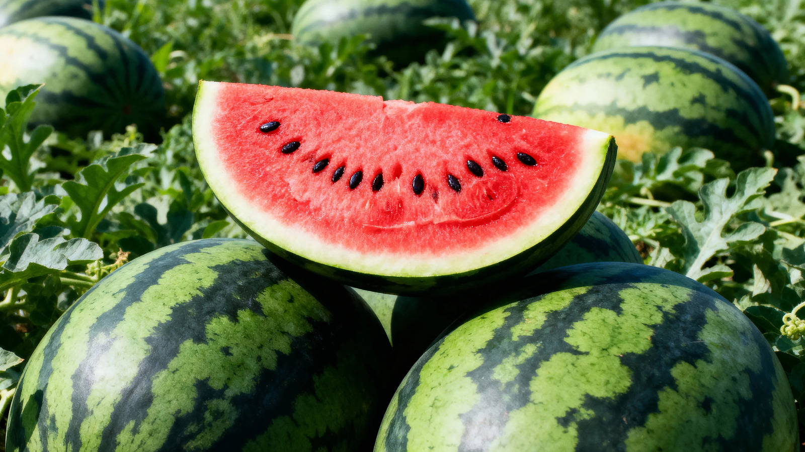 How To Repurpose Leftover Watermelon Seeds To Grow Plants In Your Garden