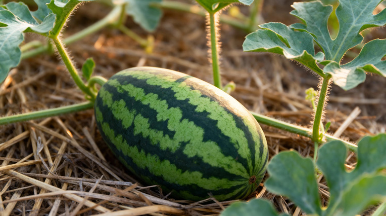 A young watermelon growing on a vine