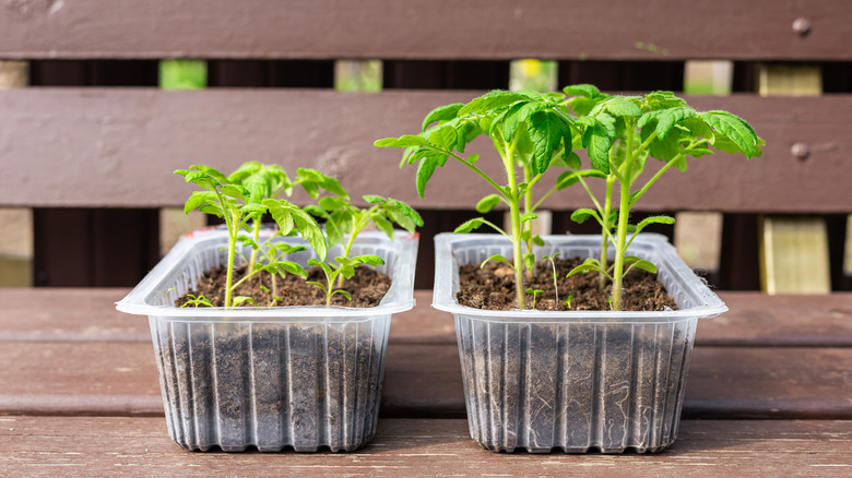 tomato seedlings in plastic containers