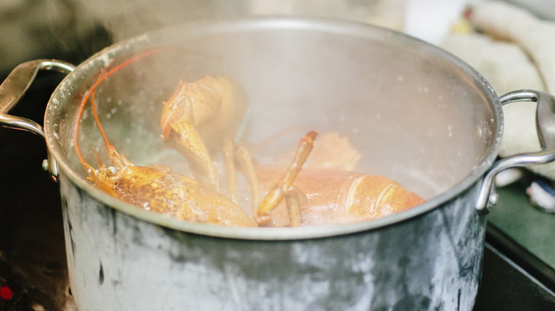 Lobsters boiling in steaming pot