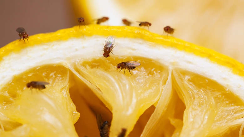 Close-up of fruit flies on lemon half