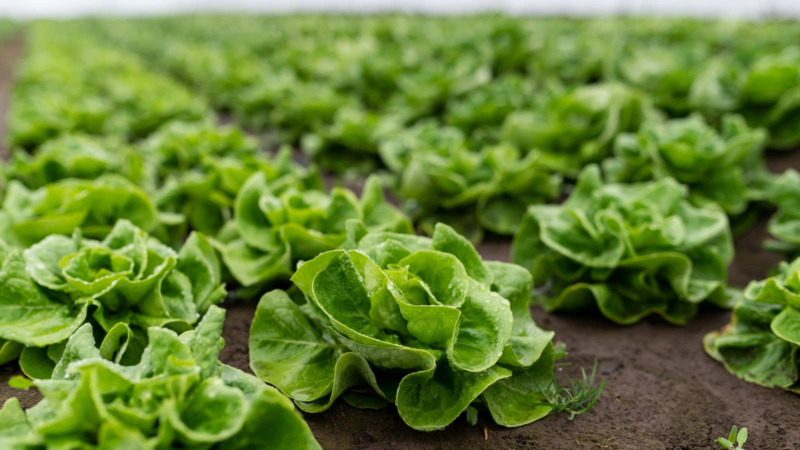 How To Store Lettuce Heads Vs. Lettuce Leaves