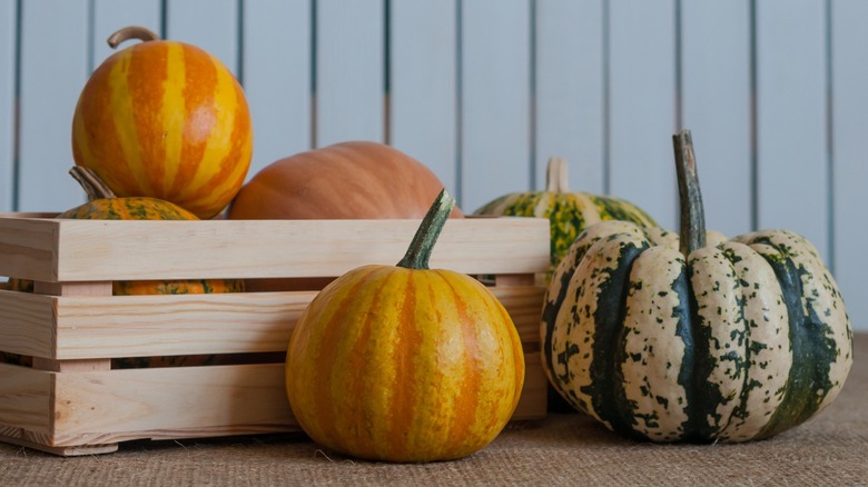 Several sweet dumpling squash and pumpkins together in a crate