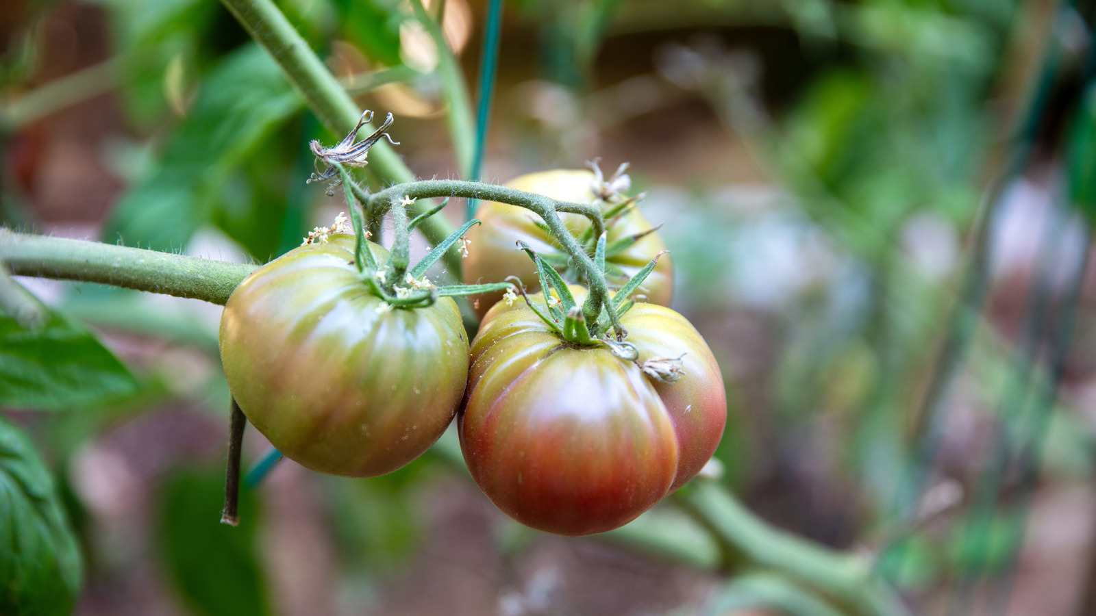 How To Sweeten Unripe Tomatoes With Just 2 Easy Additions - Tasting Table
