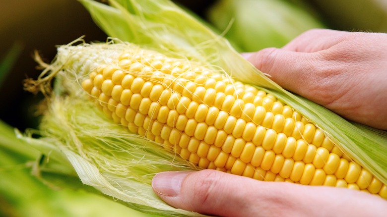 Hands holding corn