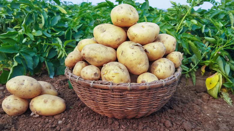 raw potatoes in a basket